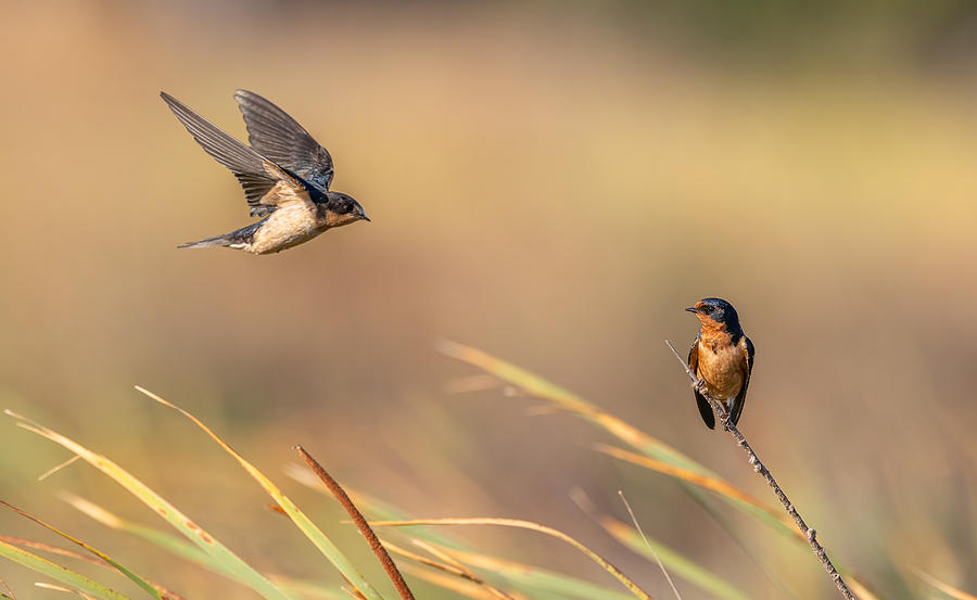Swallow Photograph - Love Story #1 by Johnson Huang