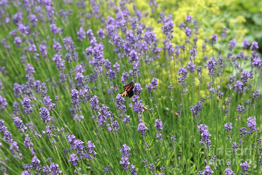Lovely Lavender #1 Photograph by Carol Groenen