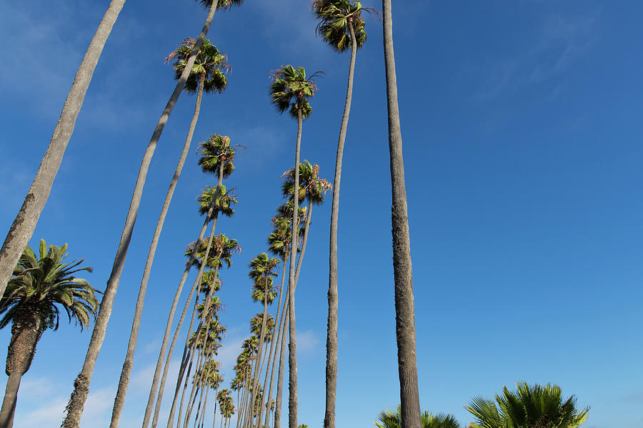 Low Angle View Of Tall Washingtonia Palm Trees, Los Angeles, California ...