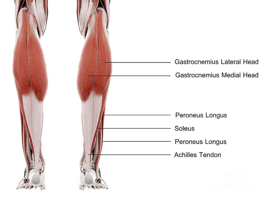 Lower Leg Muscles Photograph by Sebastian Kaulitzki/science Photo ...