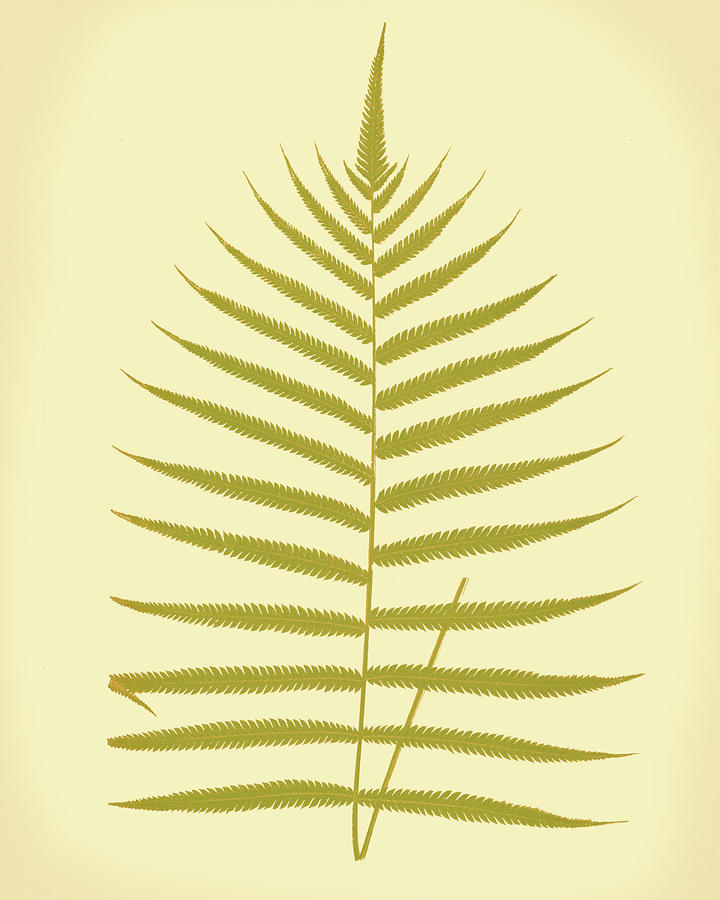 Ferns Painting - Lowes Fern Iv #1 by E. J. Lowe
