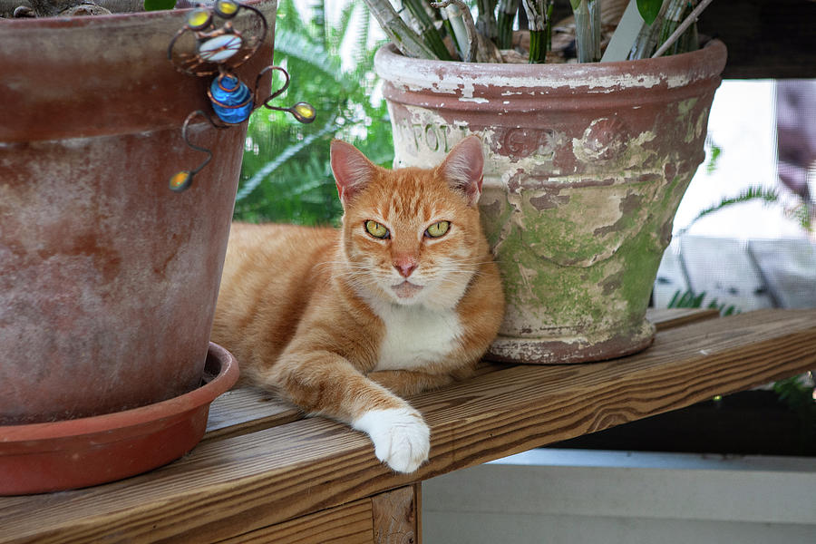 Luci Lu, the Ginger Cat 103 #1 Photograph by Rich Franco
