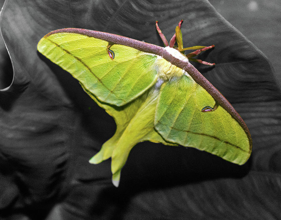 Luna Moth Photograph by John Rutledge - Fine Art America