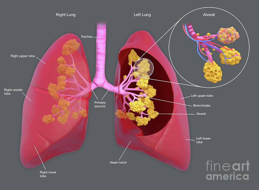 Lungs With Alveoli #1 by Roger Harris/science Photo Library