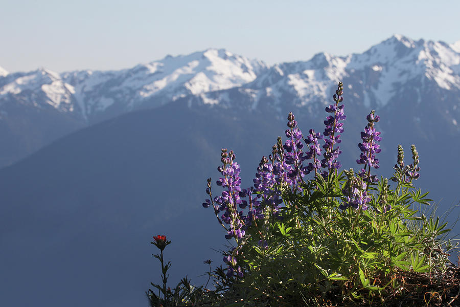 Lupine Flowers With Snow Covered Peaks #1 Photograph by Guy Crittenden