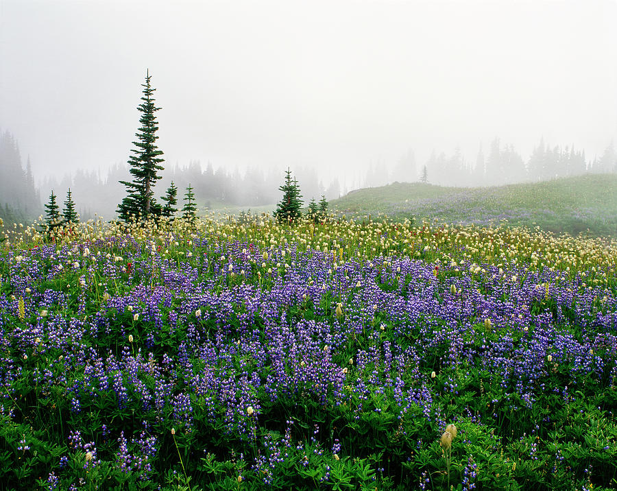 Lupine Lupinus And Paintbrush #1 Photograph by Panoramic Images