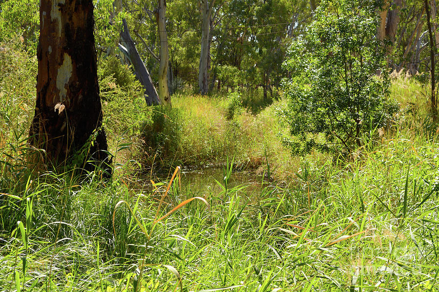 Lush Australian Billabong #1 Photograph by Milleflore Images