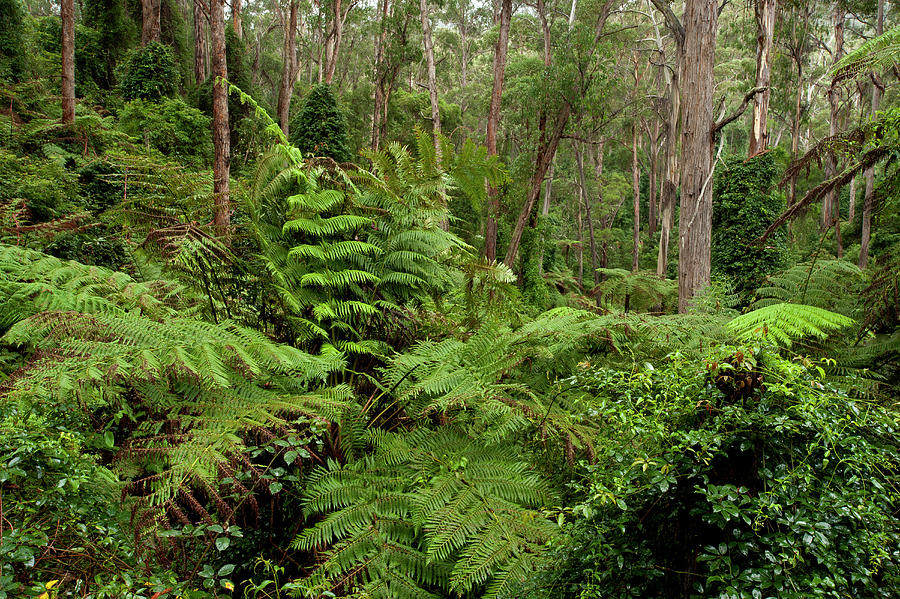 Lush Forest In The Martins Creek Reserve, East Gippsland, Victoria ...