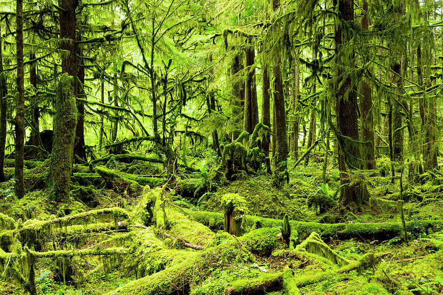 Lush Green Rain Forest #1 Photograph by Jordan Siemens