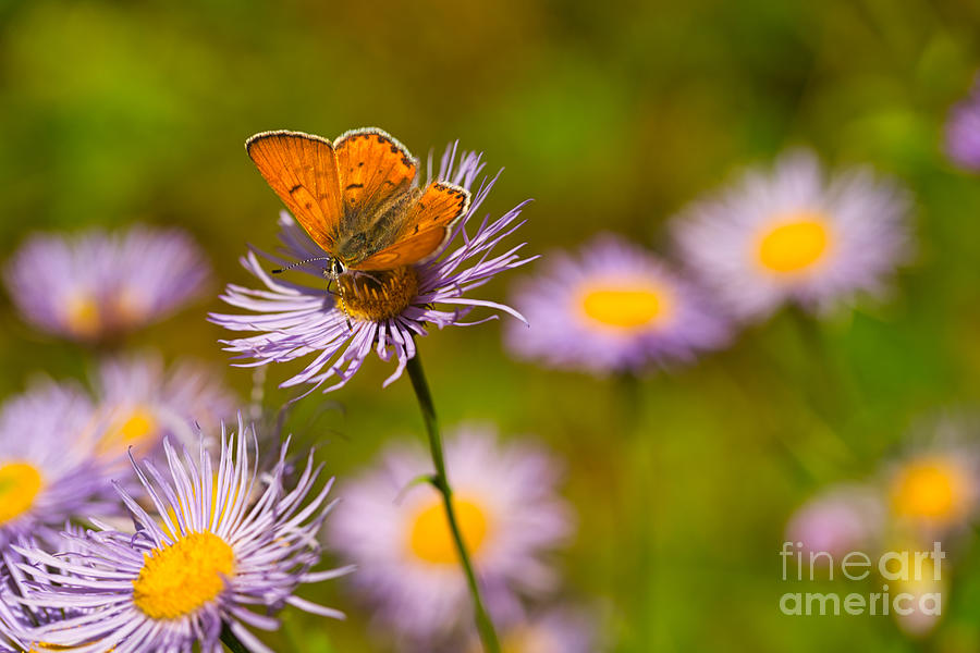 Lustrous Copper Butterfly on Purple Astor #1 Photograph by Bruce Block