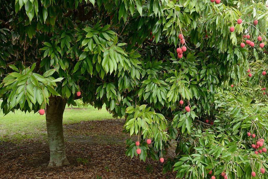 Lychee Tree Fruit Photograph by Bradford Martin -