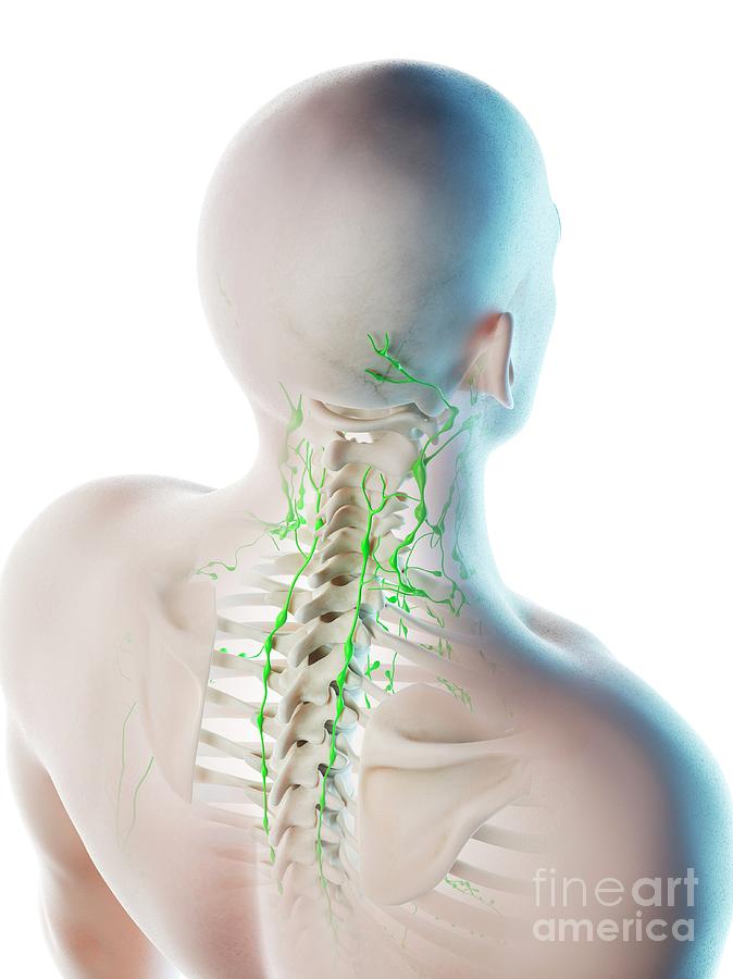 enlarged lymph nodes on back of neck