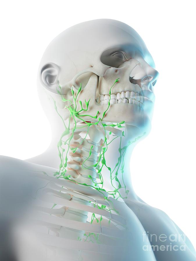 Lymphatic System Of Neck Photograph By Sebastian Kaulitzkiscience Photo Library Fine Art America 4932