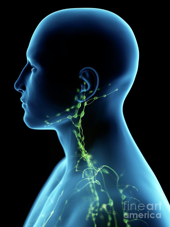 Lymphatic System Of The Neck Photograph by Sebastian Kaulitzki/science ...