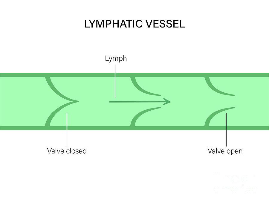 Lymphatic Vessel Photograph by Pikovit / Science Photo Library - Fine ...