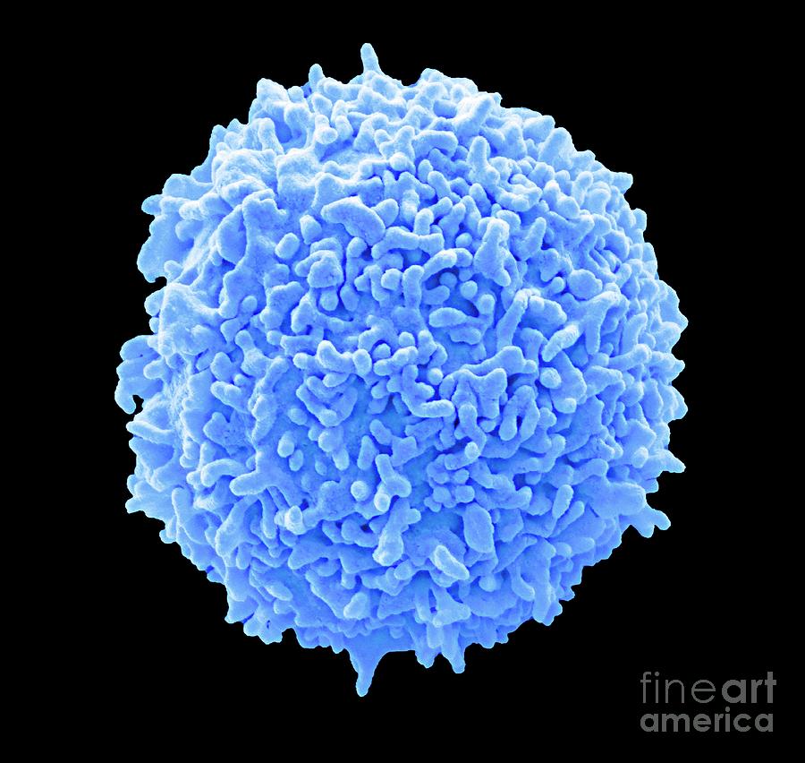 Lymphocyte White Blood Cell Photograph By Steve Gschmeissner/science ...