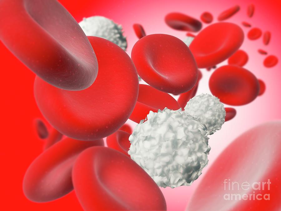 Lymphocytes And Red Blood Cells Photograph by Ramon Andrade 3dciencia ...