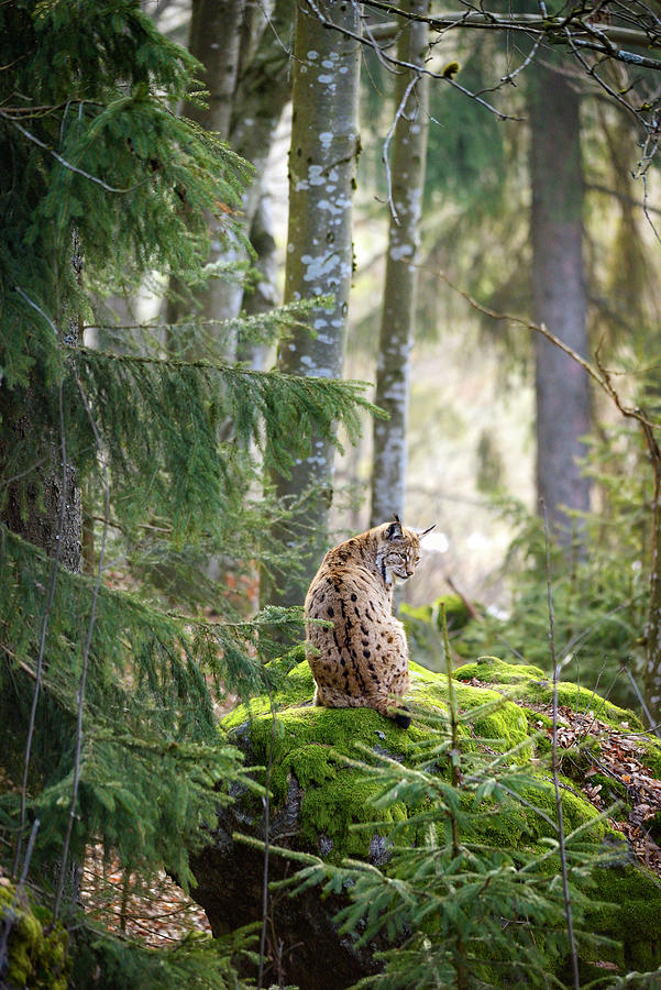 Lynx In Bavarian Forest, Germany #1 Digital Art by Francesco Carovillano