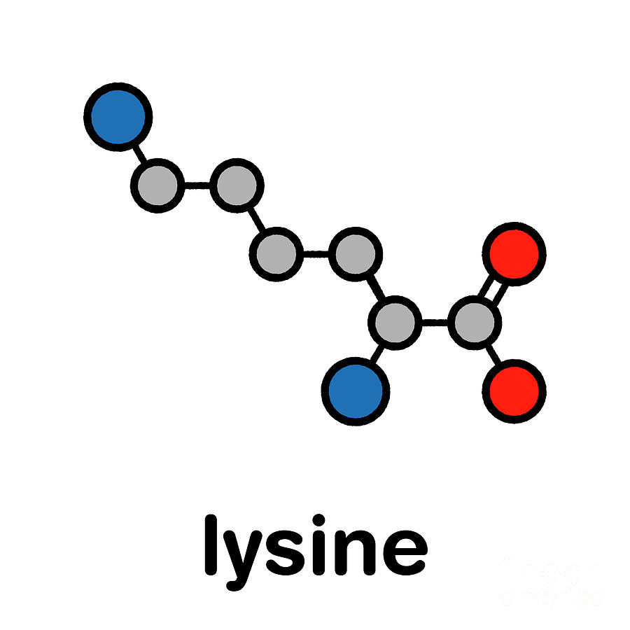 Wildlife Photograph - Lysine Amino Acid Molecule #1 by Molekuul/science Photo Library