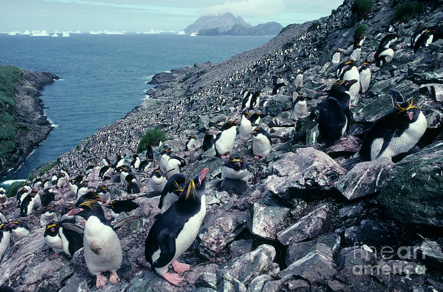 Macaroni Penguin Colony Photograph By British Antarctic Survey/science ...