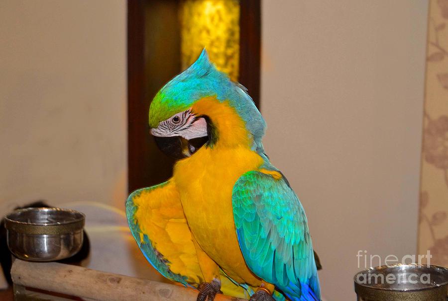 Macaw Photograph - Macaw #1 by Bobby Dar