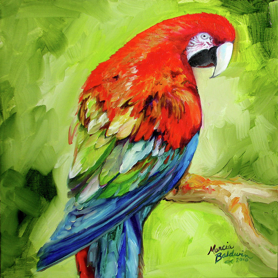 Macaw Painting - Macaw Tropical #1 by Marcia Baldwin