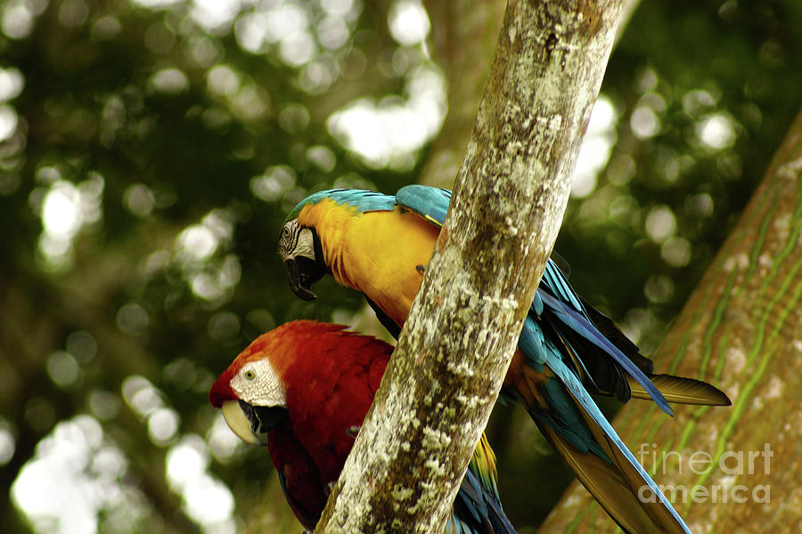 Macaws #1 Photograph by Cassandra Buckley