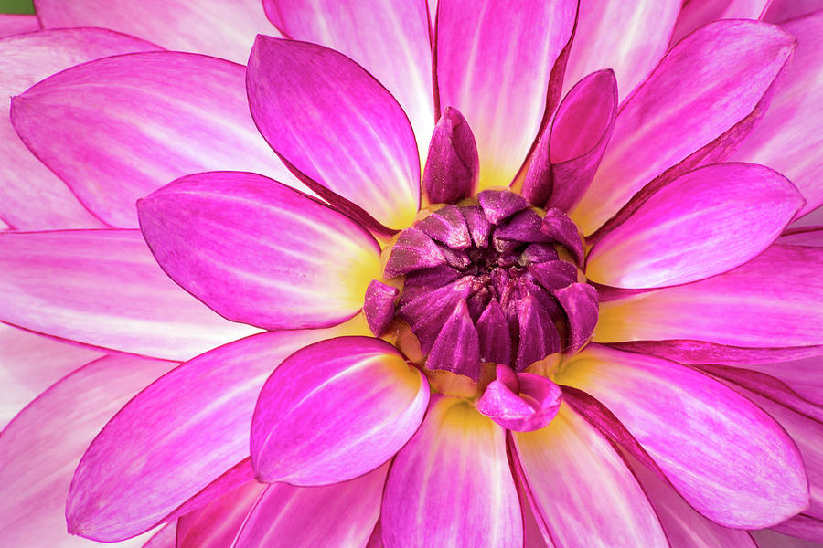 Macro Dahlia #1 Photograph by Don Johnson