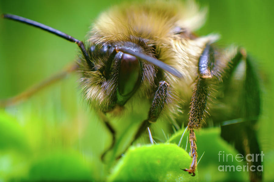 Nature Photograph - Macro Northern Amber Bumblebee #1 by Ezume Images