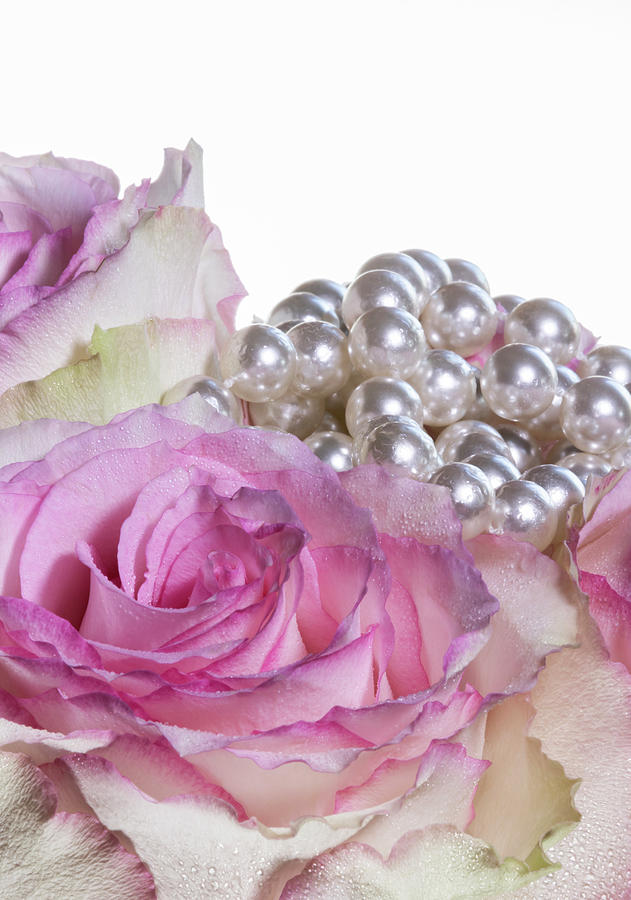 Macro of Four Pink Roses with Dew and Pearls Photograph by Chic Gallery ...