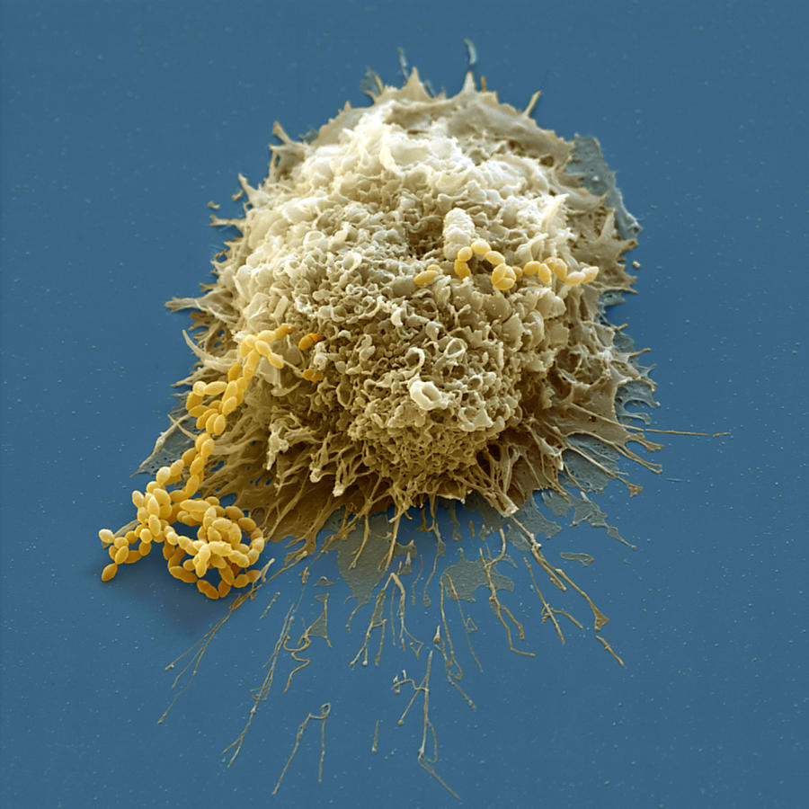 Macrophage #1 Photograph by Oliver Meckes EYE OF SCIENCE