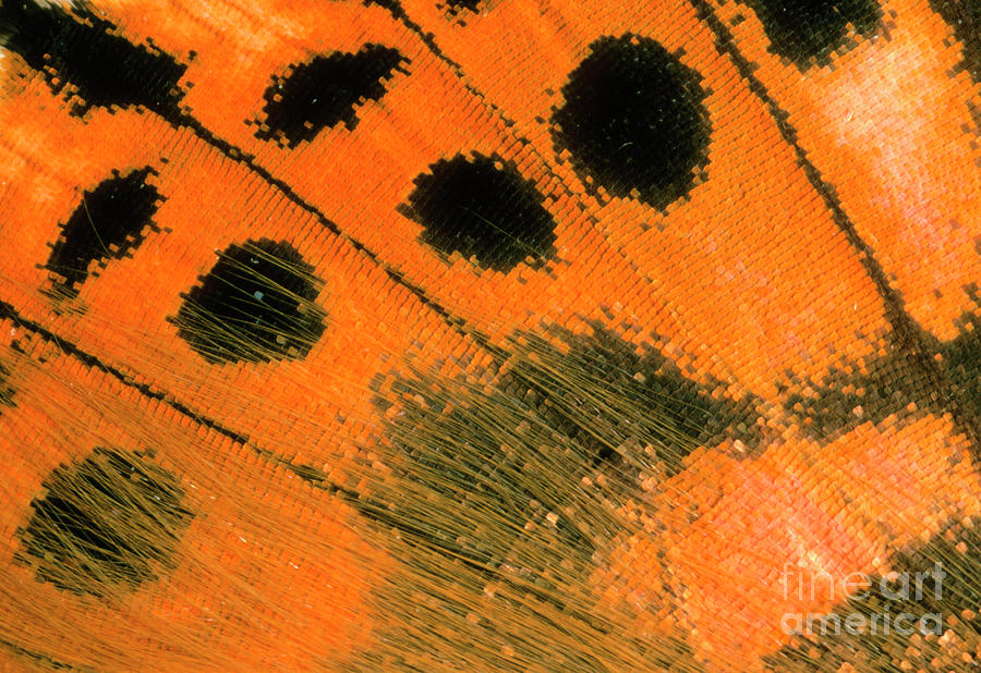 Macrophotograph Of Wing Of Painted Lady Butterfly #1 Photograph by Vaughan Fleming/science Photo Library