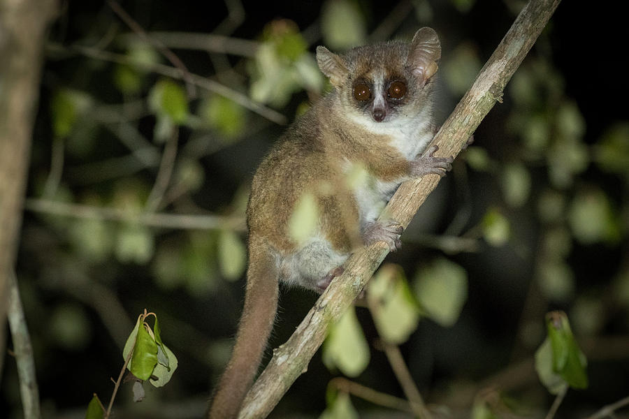 Madame Berthe's Mouse Lemur, The Worlds Smallest Primate #1 Photograph ...