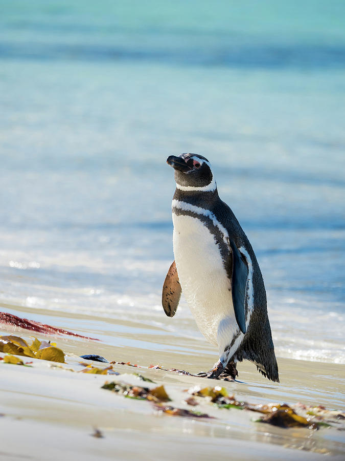 Beach Photograph - Magellanic Penguin At Rocky Shore #1 by Martin Zwick