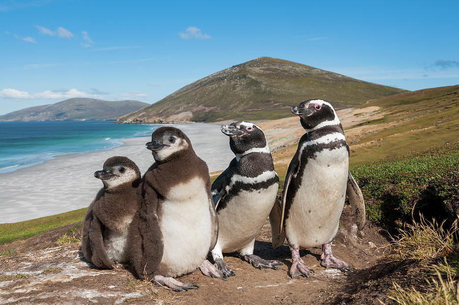 Magellanic Penguin Family, Falklands #1 Photograph by Tui De Roy
