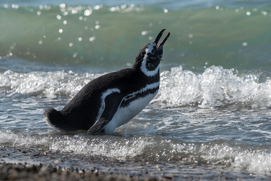 Wildlife Photograph - Magellanic Penguin, Ria De Puerto Deseado, Nature Reserve #1 by Gabriel Rojo / Naturepl.com
