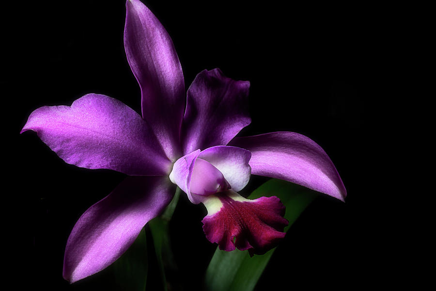 Magenta Cymbidium by Cyndy Doty Magenta Cymbidium by Cyndy Doty