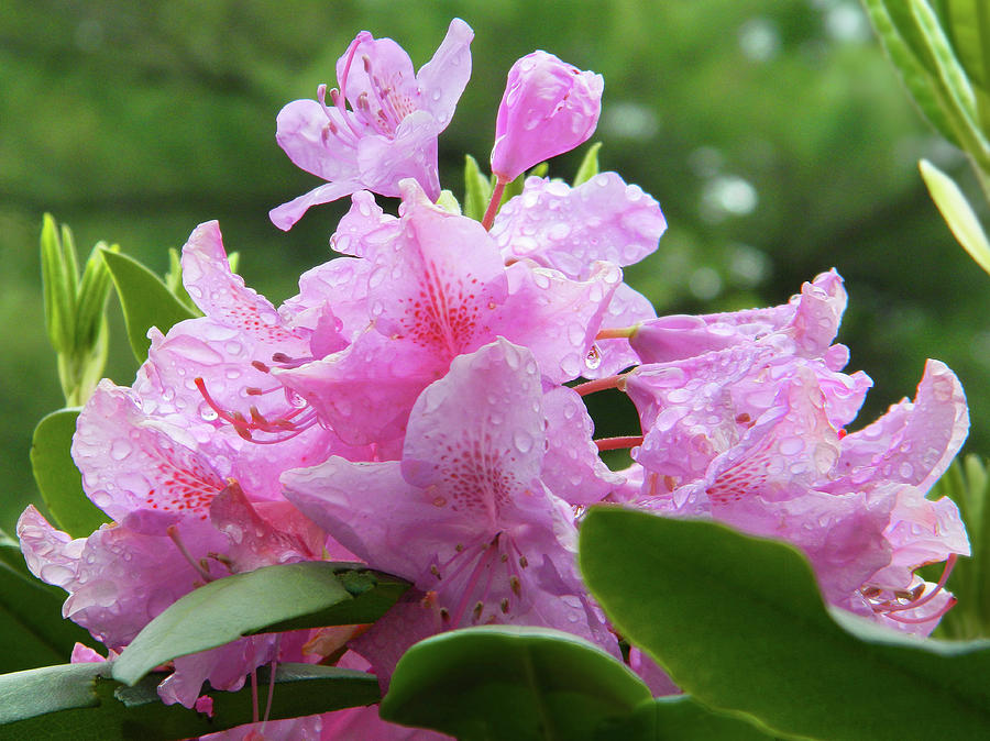 Magenta Rhododendron In The Rain #1 Photograph by Emmy Marie Vickers