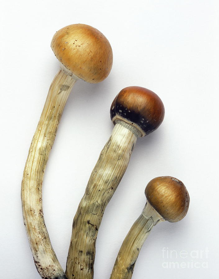 Magic Mushrooms #1 Photograph by Science Photo Library Magic Mushrooms #1 Photograph by Science Photo Library