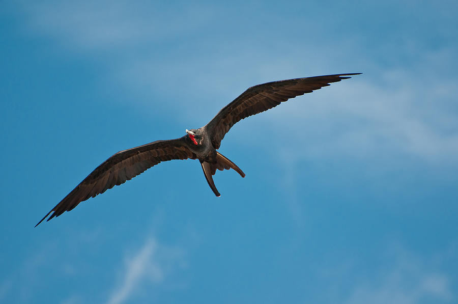 Magnificent Frigatebird #1 Photograph by Michael Lustbader