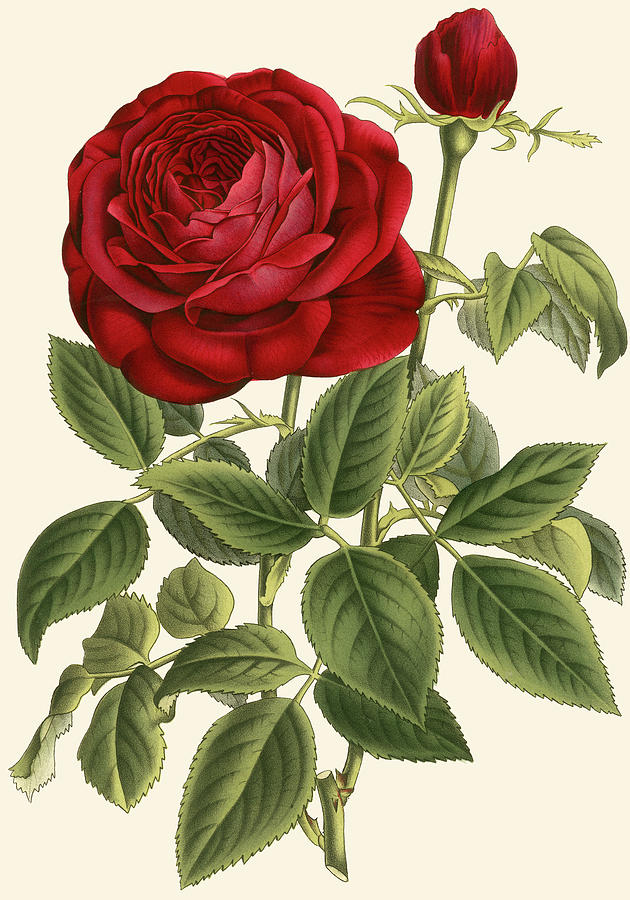Magnificent Rose Iv #1 Painting by Vanhoutte