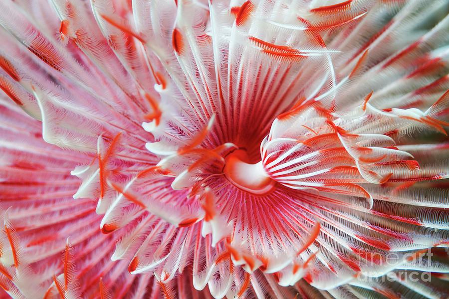 Wildlife Photograph - Magnificent Tube Worm #1 by Georgette Douwma/science Photo Library