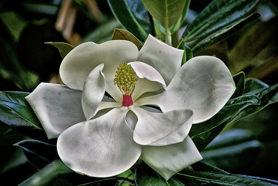 Magnolia Flower #1 Photograph by Donald Pash