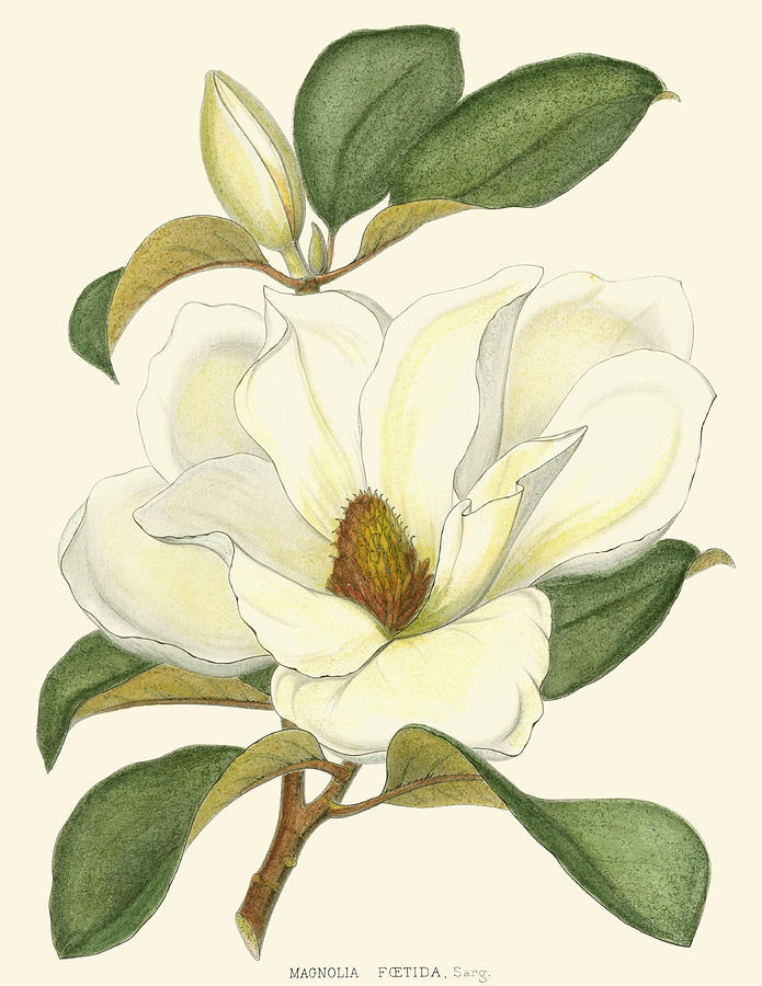 Magnolia #1 Painting by John Silva