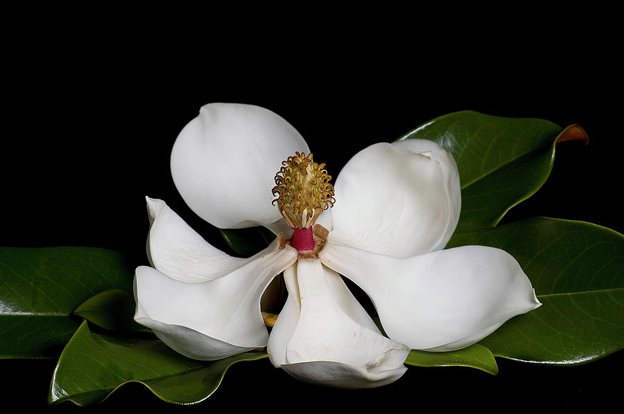 Flowers Still Life Photograph - Magnolia by Lori Hutchison