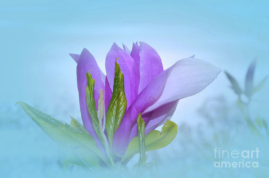 Magnolia Petals 2 by Elaine Manley Magnolia Petals 2 by Elaine Manley