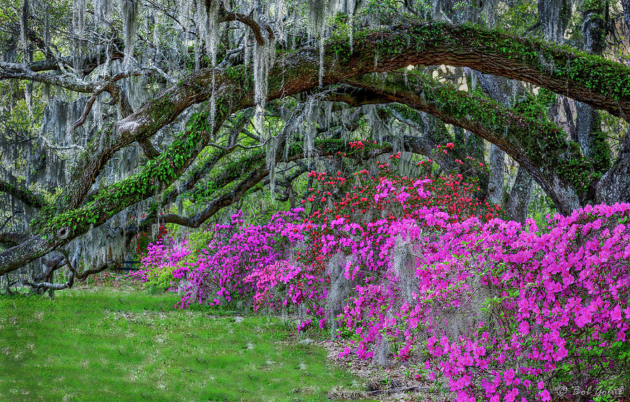 Magnolia Movie Photograph - Magnolia Plantation in Spring #3 by Robert Golub