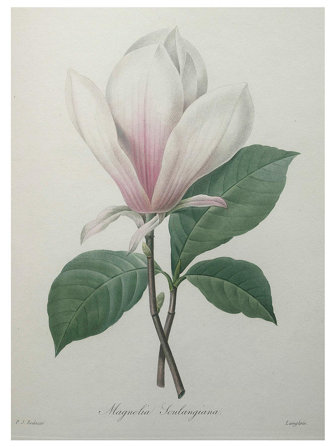 Magnolia soulangiana Painting by Pierre-Joseph  Redoute
