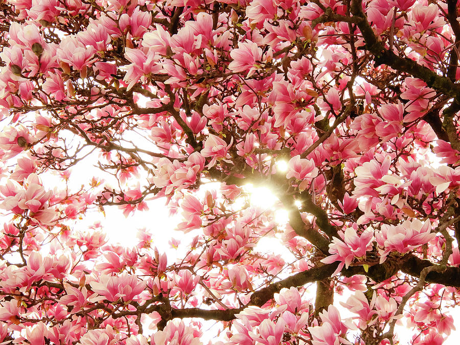 Magnolia Tree Photograph by Susan Grove - Fine Art America