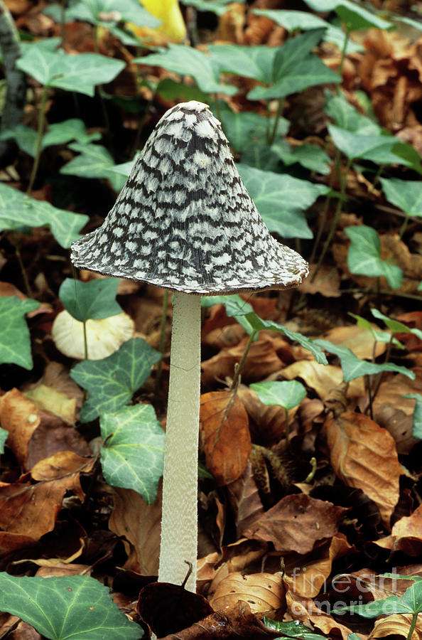 Nature Photograph - Magpie Ink Cap Fungus #1 by John Wright/science Photo Library
